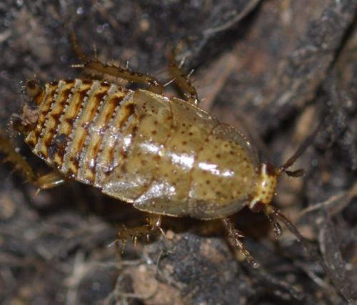 Réf. 251 803 : Ectobius pallidus